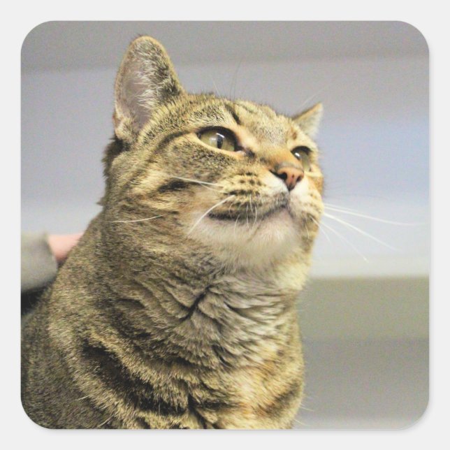 Cat   square sticker (Front)