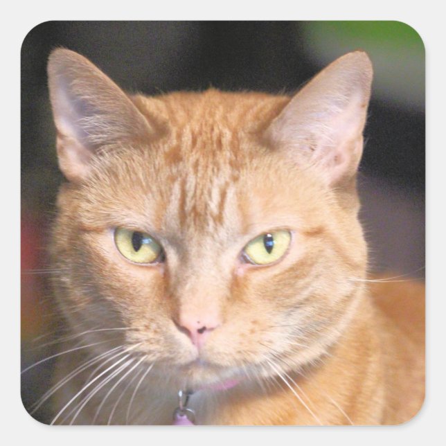 Cat    square sticker (Front)