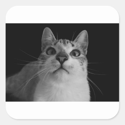 cat square sticker