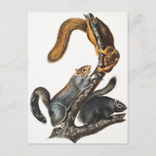 Cat Squirrel (Sciurus cinereus) Illustration Postcard (Front)