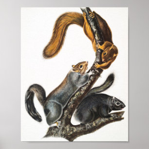 Cat Squirrel (Sciurus cinereus) Illustration Poster