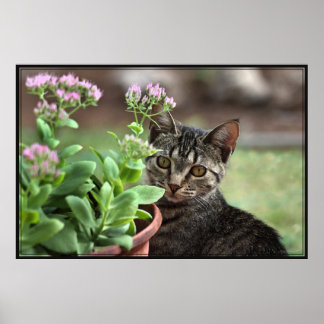 Cat Stare Art Poster -60x40 -click for smaller