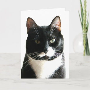 Cat Stare Down Birthday Card