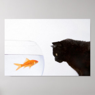 Cat staring at goldfish print
