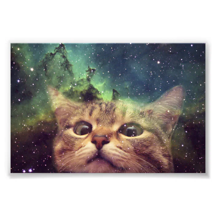 Cat Staring Into Space Photo Print Zazzle Com