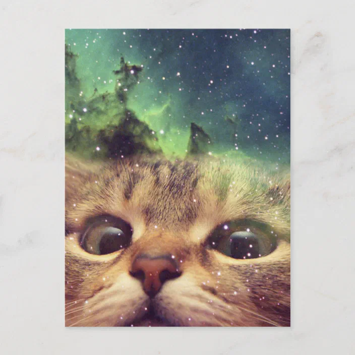 Cat Staring Into Space Postcard Zazzle Com