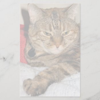 Cat Stationery by DonnaGrayson_Photos at Zazzle