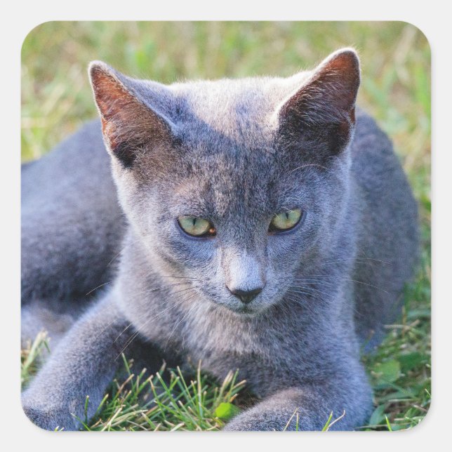 Cat Sticker (Front)