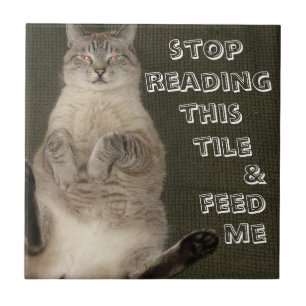 Cat "STOP READING THIS TILE & FEED ME" Tile