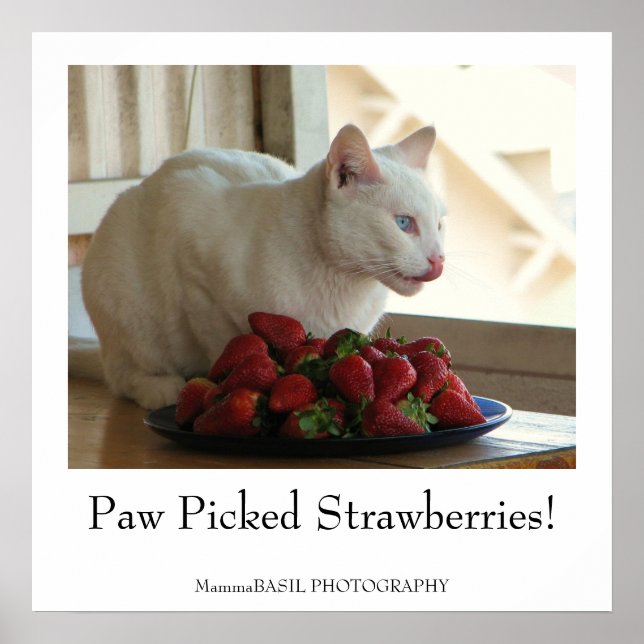 Cat & Strawberries Poster! Poster (Front)