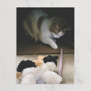 Cat Stuffy Playtime Postcard
