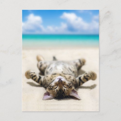 Cat Sunbathing at the Beach Postcard