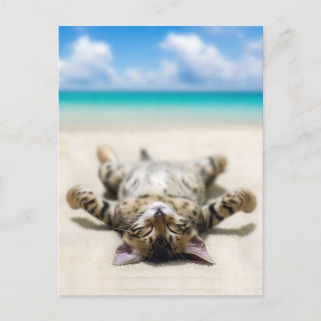 Cat Sunbathing at the Beach Postcard (Front)
