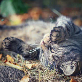 Cat sunbathing postcard