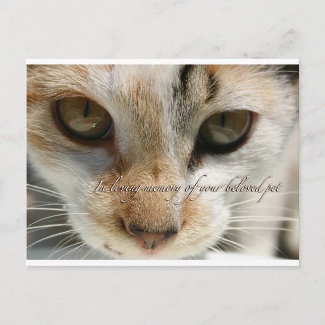 cat sympathy card (Front)
