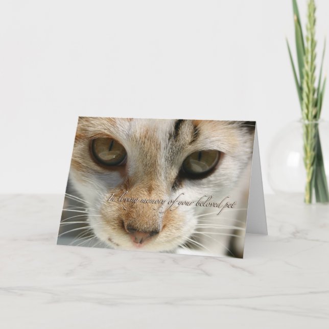 cat sympathy card (Front)