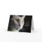 Cat Sympathy Card