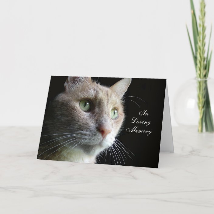 cat-sympathy-card-zazzle