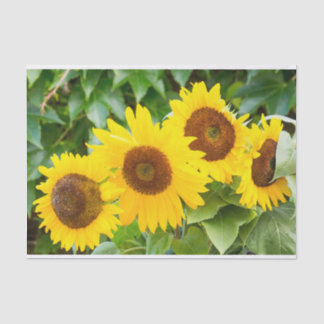 Cat Sympathy with Sunflowers Tissue Paper