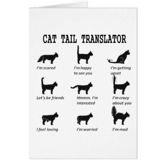 CAT TAIL TRANSLATOR CARDS (Front)