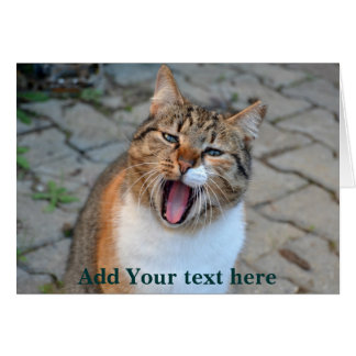 Cat Talking Cards