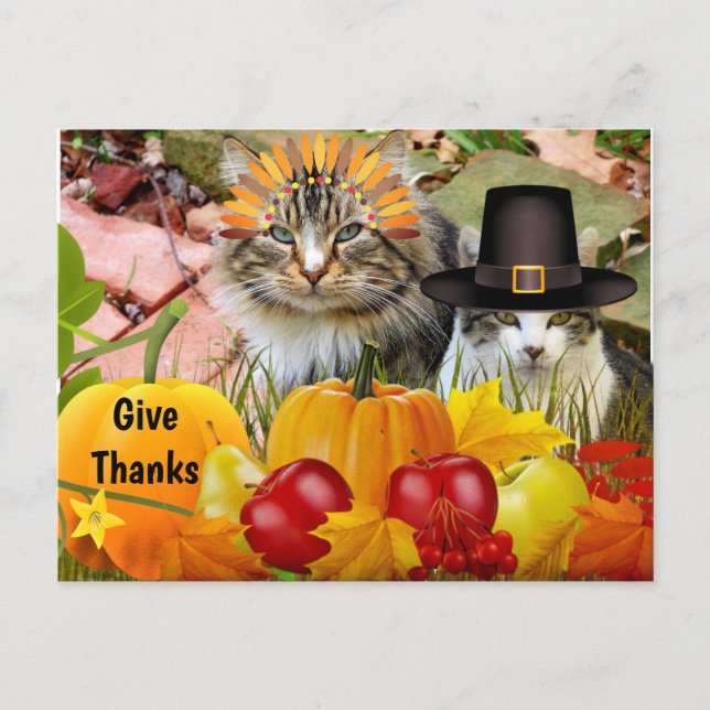 Cat Thanksgiving Pumpkins / From Cat Collage Postcard (Front)