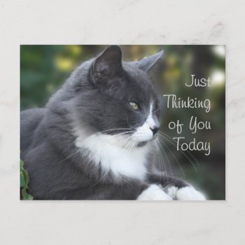 Cat Thinking Of You Card Or Any Occasion by MakaraPhotos at Zazzle