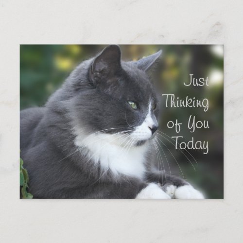 Cat Thinking of You card or any occasion