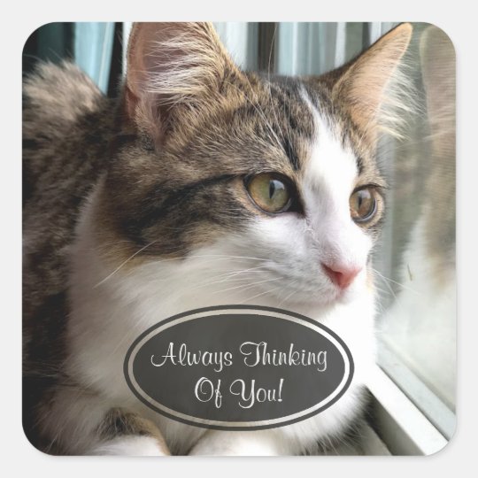 Cat Thinking Of You Stickers | Zazzle.com