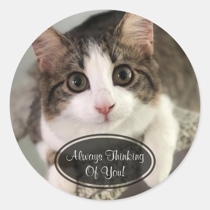 Cat Thinking Of You Stickers | Zazzle.com