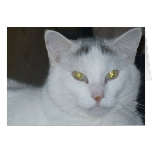 Cat Thoughts White Cat Cards (Front Horizontal)