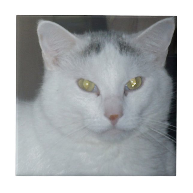 Cat Thoughts White Cat Tile (Front)