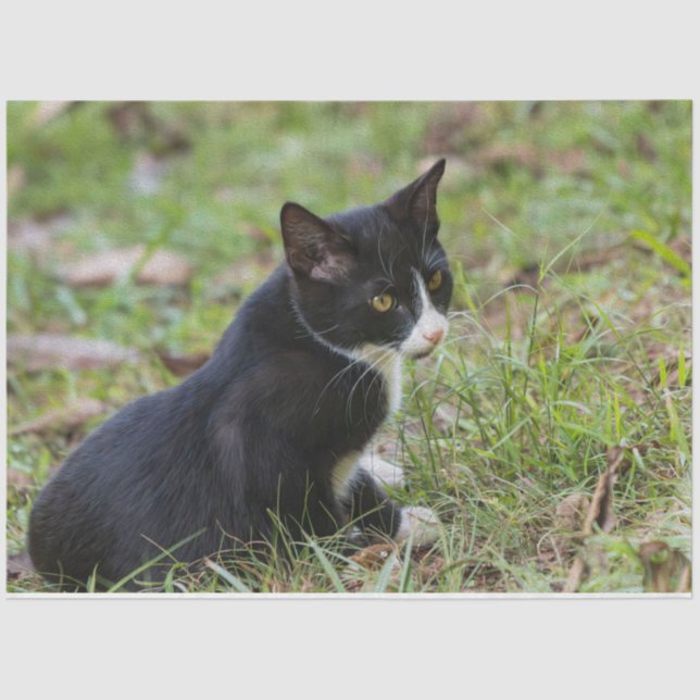 Cat Tissue Paper (Front)