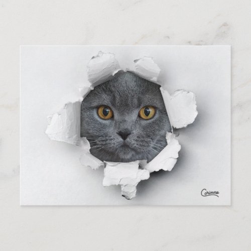 Cat Trap _ Postcard
