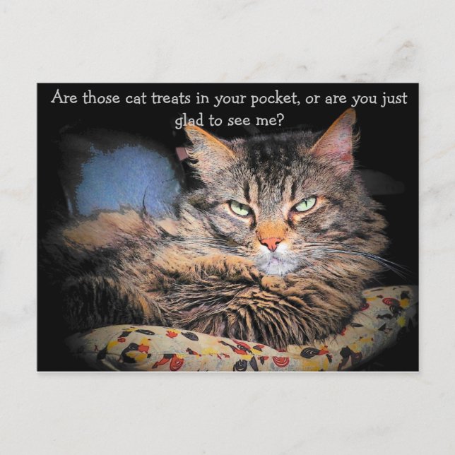 Cat Treats? or... Postcard (Front)
