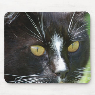 Cat Up Close Mousepad