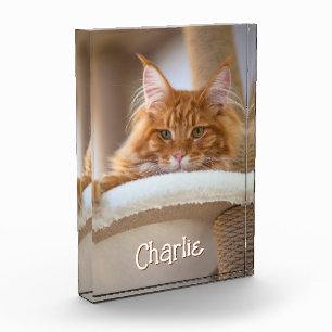 Cat Vertical Portrait Photo Cute Font Name Block
