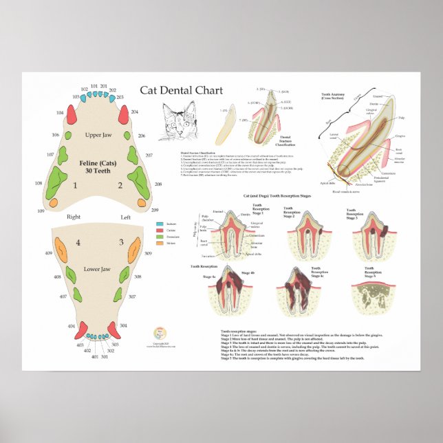 Cat Veterinary Dental Tooth Chart (Front)