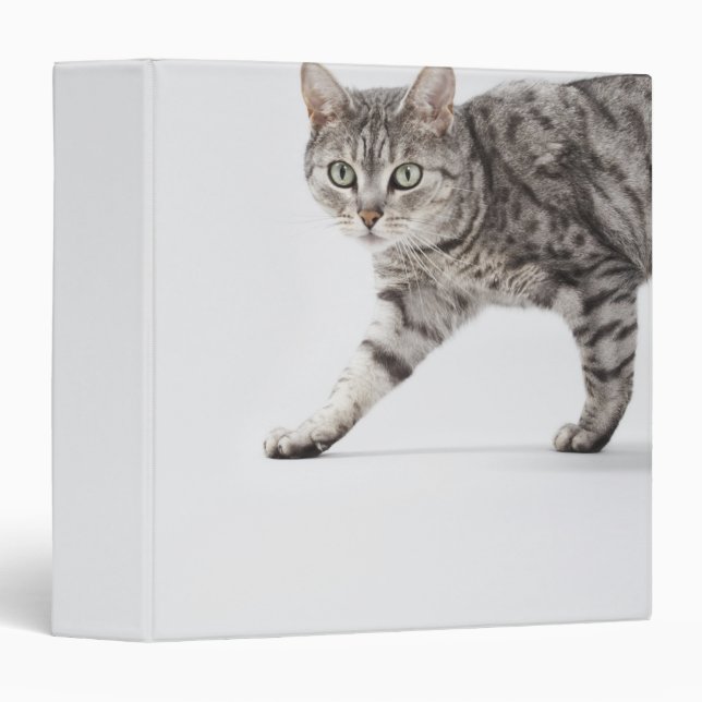 Cat walking binder (Front/Spine)