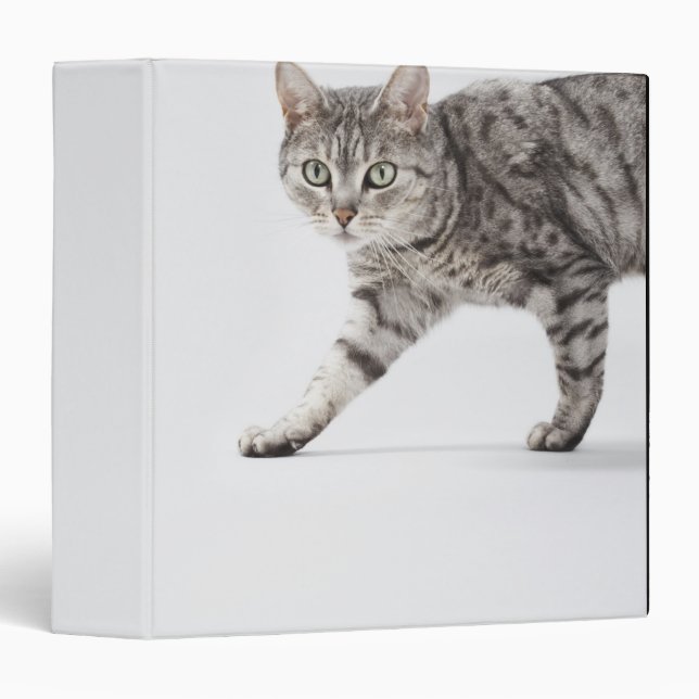 Cat walking binder (Front/Spine)