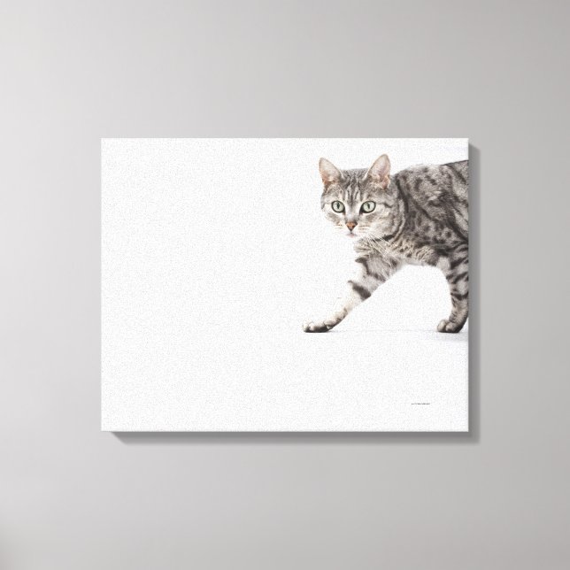 Cat walking canvas print (Front)