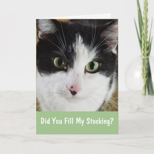 Cat Wants His Stocking Christmas Holiday Card