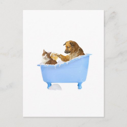 Cat Wash Postcard