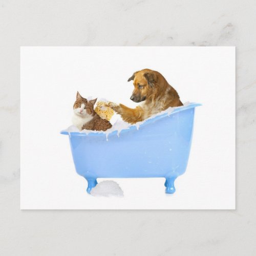 Cat Wash Postcard