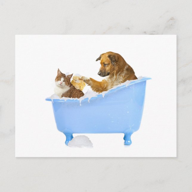 Cat Wash Postcard (Front)