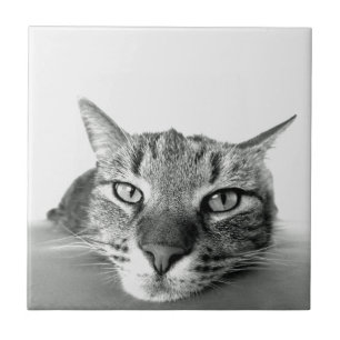 Cat Watching Tile