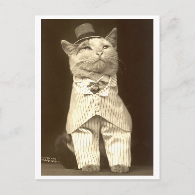 Cat wearing a suit and hat! postcard (Front)