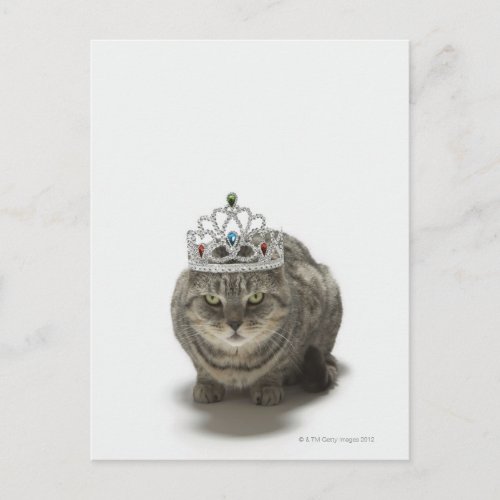 Cat wearing a tiara postcard