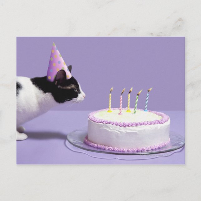 Cat wearing birthday hat blowing out candles postcard (Front)