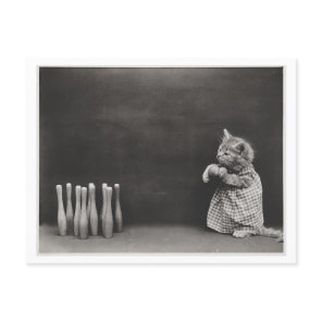Cat Wearing Clothes and Bowling Vintage Oddity Postcard